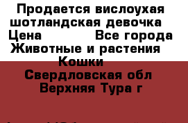 Продается вислоухая шотландская девочка › Цена ­ 8 500 - Все города Животные и растения » Кошки   . Свердловская обл.,Верхняя Тура г.